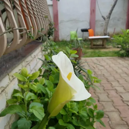 Green Hostel *