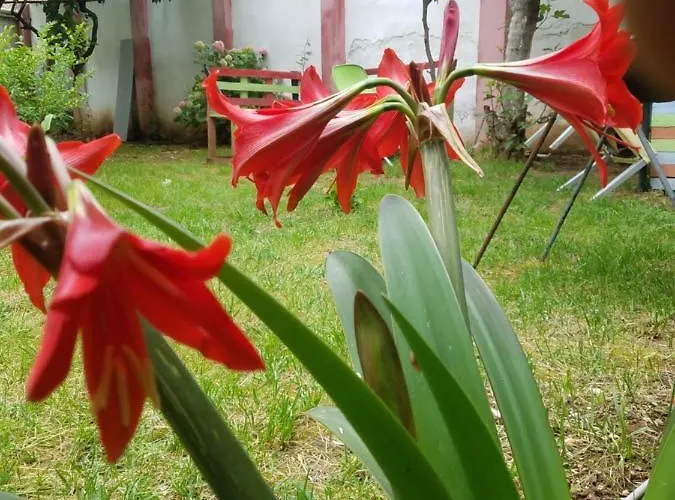 Green Hostel Hostel *