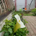 Green Hostel *