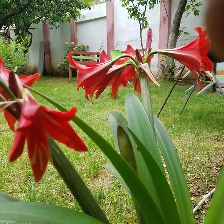 Green Hostel Albergue *